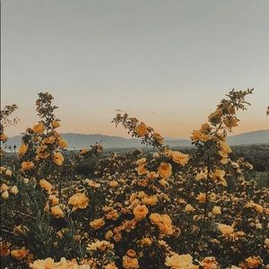 Meet your Posher, Karissa